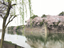 １桜の名所